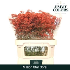 Gypsophila Painted Million Star Coral 80cm 30gr.