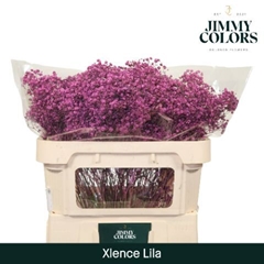 Gypsophila Painted Xlence Lilac 70cm 20gr.