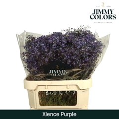 Gypsophila Painted Xlence Purple 80cm 30gr.