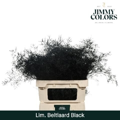 Limonium Painted Black 90cm 50gr.