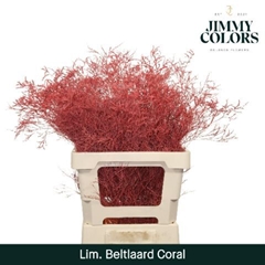 Limonium Painted Beltaard Coral 70cm 30gr.