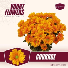 Chrysanth Spray Courage 70cm 80gr.