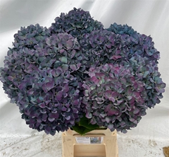 Hydrangea Pimpernel Classic 90cm 22-24cm Hd