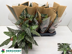 Begonia Foliage Maculata Spotlight Green 12Ø 30cm