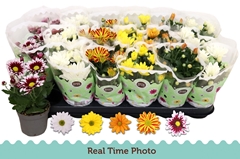 Chrysanth Mix 5 Colours 9Ø 22cm