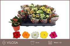 Kalanchoe Double Mix 8Ø 15cm