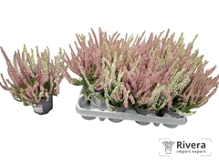 Calluna Garden Girls Twin Girls 10Ø 20cm