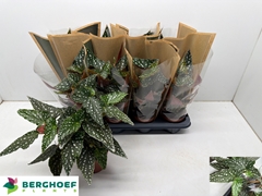 Begonia Foliage Maculata Spotlight Green 12Ø 30cm