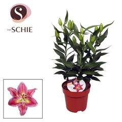 Lily Oriental Reeleeze 17Ø 55cm