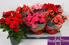 Begonia Double Mix 14Ø 38cm