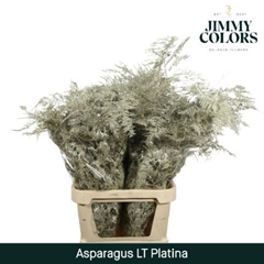 Asparagus Setaceus Painted Platinum 80cm