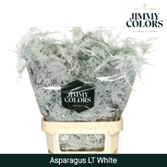 Asparagus Setaceus Painted White 80cm