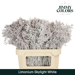 Limonium Painted Skylight White 80cm 30gr.