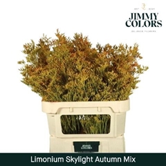 Limonium Painted Skylight Autumn Mix 70cm 25gr.
