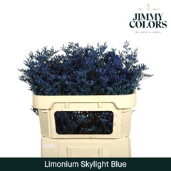 Limonium Painted Skylight Blue 70cm 25gr.