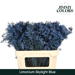 Limonium Painted Skylight Blue 80cm 30gr.
