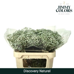Gypsophila Paniculata Zinzi Discovery 70cm 20gr.