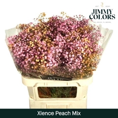 Gypsophila Painted Peach Mix 80cm 30gr.