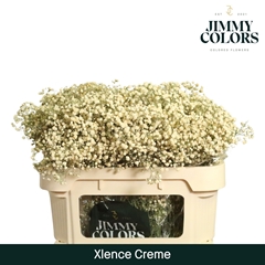 Gypsophila Painted Xlence Cream 70cm 20gr.