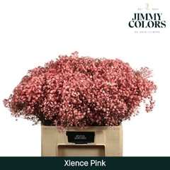 Gypsophila Painted Xlence Pink 60cm 20gr.