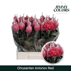 Chrysanth Single Painted Antonov Red 70cm 110gr.