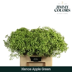 Gypsophila Painted Xlence Apple Green 60cm 20gr.