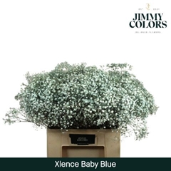 Gypsophila Painted Xlence Light Blue 60cm 20gr.