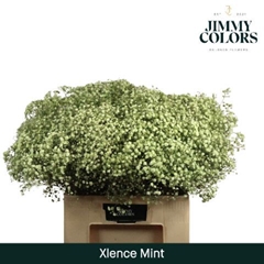 Gypsophila Painted Xlence Mint 60cm 20gr.