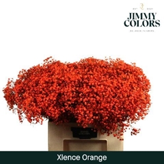 Gypsophila Painted Xlence Orange 60cm 20gr.