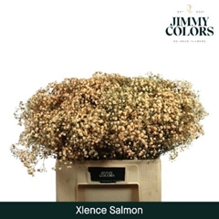 Gypsophila Painted Xlence Salmon 60cm 20gr.