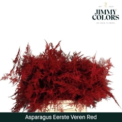 Asparagus Setaceus Painted Red 45cm