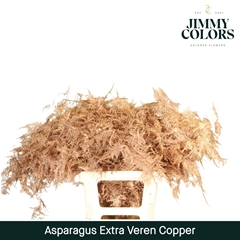 Asparagus Setaceus Painted Copper 65cm