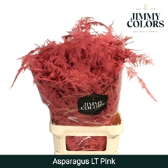 Asparagus Setaceus Painted Pink 80cm
