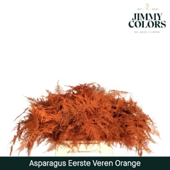 Asparagus Setaceus Painted Orange 45cm