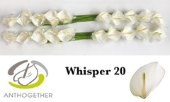 Anthurium Whisper 9cm Hd