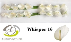 Anthurium Whisper 11cm Hd