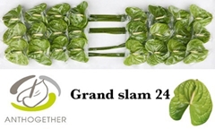Anthurium Grand Slam 11cm Hd