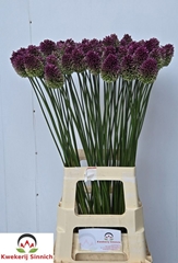 Allium Sphaerocephal 80cm