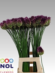 Allium Sphaerocephal 80cm