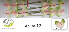Anthurium Acura 13cm Hd