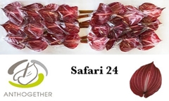 Anthurium Safari 11cm Hd