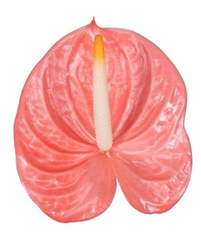 Anthurium Farao 11cm Hd