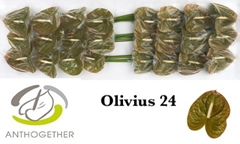 Anthurium Olivius 11cm Hd