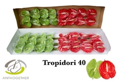 Anthurium Tropidori Mix 11cm Hd