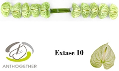 Anthurium Extase 9cm Hd