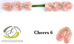 Anthurium Cheers 13cm Hd