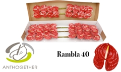 Anthurium Rambla 11cm Hd