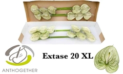 Anthurium Extase 15cm Hd