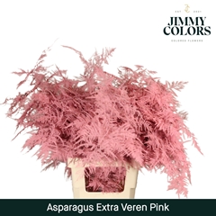 Asparagus Setaceus Painted Pink 65cm