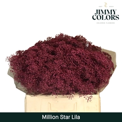 Gypsophila Painted Million Star Lilac 60cm 15gr.